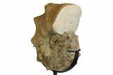 Cretaceous Ammonite (Mammites) With Metal Stand - Morocco #164233-3